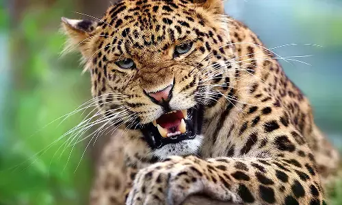 Uttarakhand News: उत्तराखंड में 4 साल की बच्ची को गुलदार ने बनाया निवाला, ग्रामीणों में आक्रोश