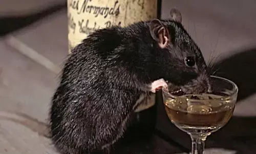 Chhindwara News: मध्‍य प्रदेश में पुलिस स्टेशन में 60 बोतल शराब गटकने के आरोप में चूहा गिरफ्तार