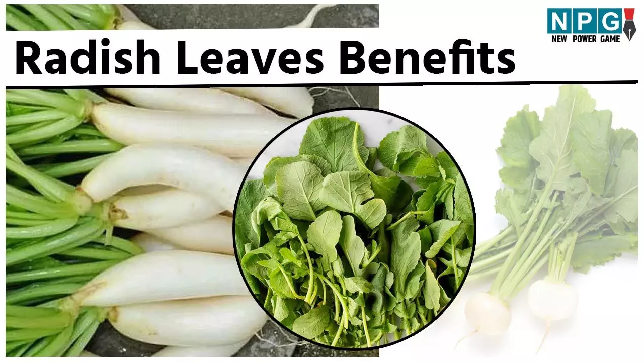 Radish Leaves Benefits: त्योहार में खूब खाया, अब करें कम कैलोरी और ज्यादा फाइबर वाले मूली के साग का सेवन, शरीर को मिलेंगे अनेक फायदे...