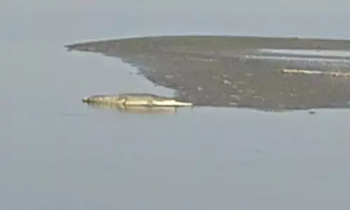 Chhath Puja: गोपालगंज में घाट पर दिखे मगरमच्छ, लोगों से अलर्ट रहने और सहयोग करने की अपील