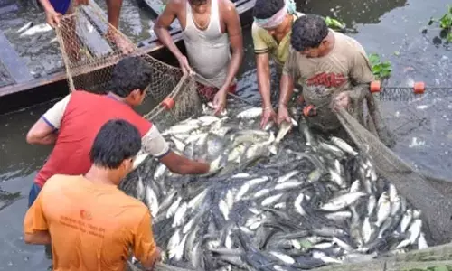 मछलीपालन में यूपी अव्वल, अगले सप्ताह मिलेगा पुरस्कार