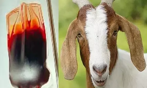 Sports News: इस स्टार खिलाड़ी ने पिया मैच से पहले बकरी का खून!, जानिए आखिर क्या रही पीछें की वजह....