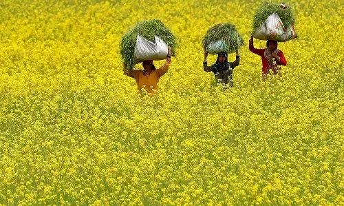 GM Mustard: सुप्रीम कोर्ट ने GM सरसों जारी करने को चुनौती देने वाली याचिकाओं पर सुनवाई जनवरी तक टली