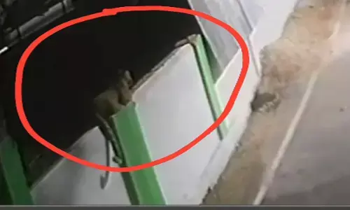 Gariyaband News: तेंदुए की दस्तक से दहशत, घर के बाहर बैठा हुआ CCTV में कैद, देखें VIDEO...