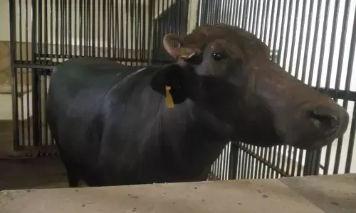 Wild Buffalo: क्लोनिंग से पैदा हुई दीपआशा वनभैंसा है या मुर्रा भैंस, जानने के लिए होगा डीएन टेस्‍ट