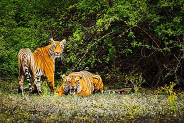 Sarguja News: ऐसा क्या हुआ, सात दिनों में दूसरी बार गुरु घासीदास टाइगर रिजर्व की देशभर में होने लगी चर्चा,टाइगर के बाद कहीं तेंदुए ने तो....