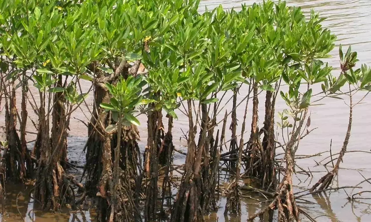 Sundarbans News: सुंदरबन की महिलाओं ने दुनिया को दिखाया कि मैंग्रोव से चक्रवात के प्रभाव को कैसे करते हैं कम