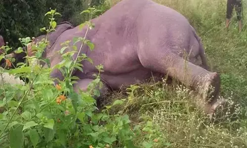 Mungeli News: शिकारियों के करंट तार की चपेट में आकर हाथी की मौत