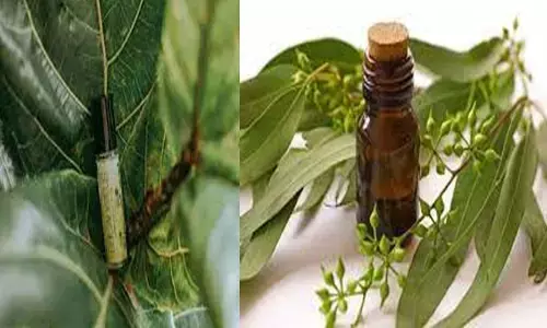 Eucalyptus Oil Ke Fayde यह तेल है चमत्कारी, हर लाइलाज बीमारी का है इसमें इलाज, आप भी है किसी समस्या से परेशान तो इससे करें एक बार इलाज