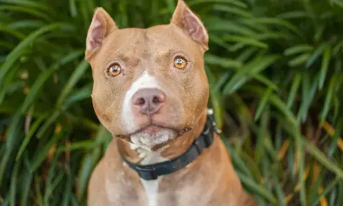 Meerut News: मेरठ में 11 साल की बच्ची पर खूंखार पिटबुल का हमला, दोनों पैरों को काटकर किया लहूलुहान