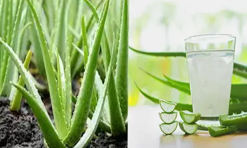 Aloe Vera Ke Fayde-Nuksan: एलोवेरा जरूरत से ज्यादा इस्तेमाल कहीं आपको मुसीबत में न डाल दें, इसलिए जानें इसके फायदे-नुकसान