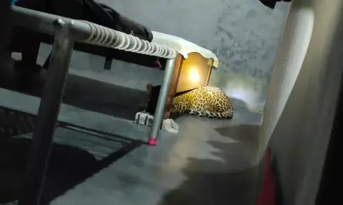 Tendue Ka Hamla: बिजनौर में अचानक घर में घुसा तेंदुआ, चीखते हुए बाहर भागे घरवाले, रेस्क्यू के बाद पिंजरे में हुआ कैद