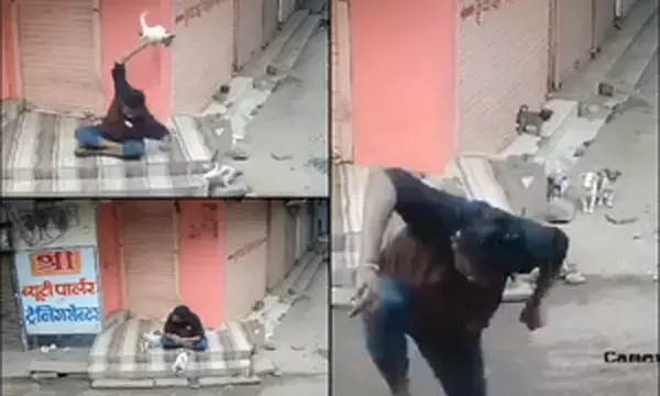 MP News: बेरहम शख्स ने कुत्ते के बच्चे को मार डाला, केंद्रीय मंत्री ने की सजा की मांग...