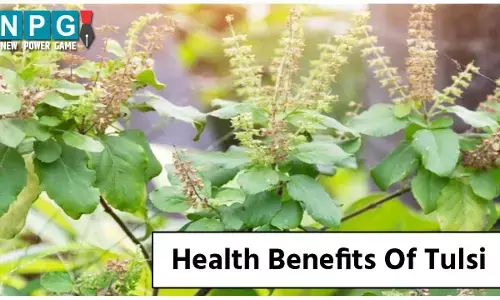 Health Benefits Of Tulsi: सर्दी-जुकाम के लिए रामबाण तुलसी चक्कर से राहत देने और दांत दर्द रोकने में भी गजब की लाभकारी...
