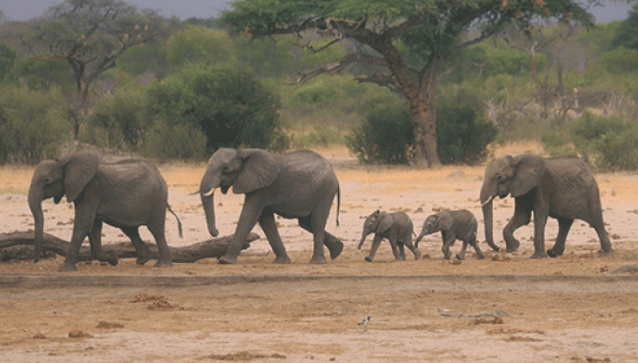 Hwange National Park: 100 elephants die due to drought in Zimbabwe’s Hwange National Park