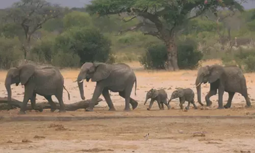 Hwange National Park: जिम्बाब्वे के Hwange National Park में सूखे से 100 हाथियों की मौत