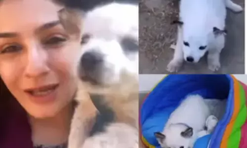 Bollywood News: सुनसान सड़क में रवीना टंडन ने बचाया पिल्ले को, और फिर ले आई घर, VIDEO किया शेयर...