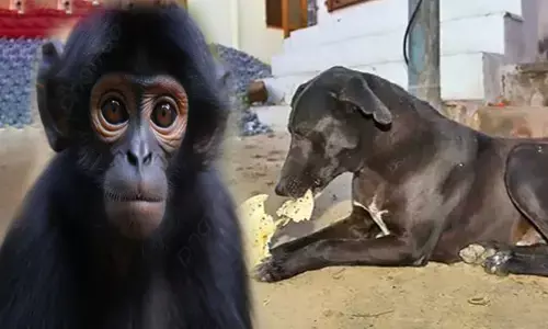 बढ़ रही काले रंग के कुत्ते और बंदरों की मांग, ज्योतिष गुरुओं द्वारा दी जा रही ये सलाह, जानिए...