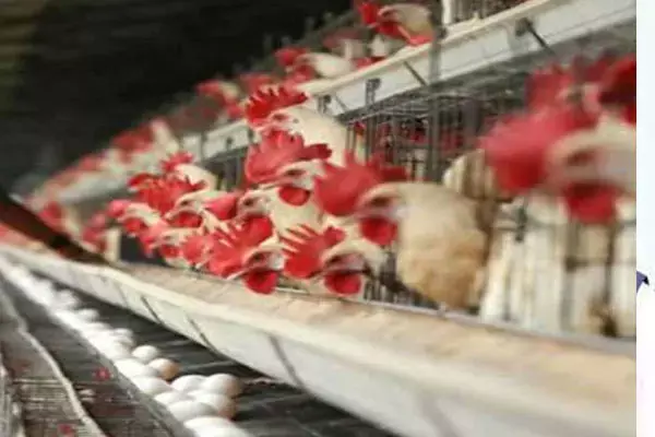 Chhattisgarh Bird Flu: बर्ड फ्लू के निर्देशों का उल्लंघन, 8 होटलों पर 65 हजार का जुर्माना...