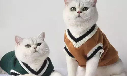 Winter Pet Care Tips:सर्दी के मौसम में ऐसे रखें पेट्स का ख्याल,नही पड़ेंगे बीमार