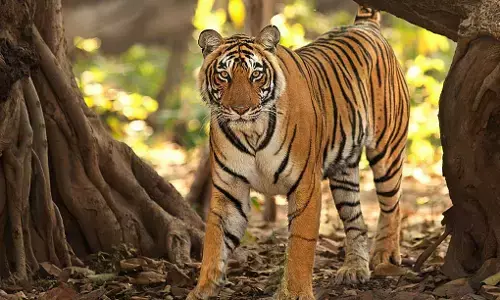 Dehradun News: सिंगली गांव में चार साल के बच्चे को आंगन से उठा ले गया बाघ, जंगल से बरामद हुआ शव