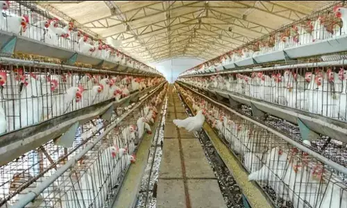 Poultry Farm Fire: पोल्ट्री फार्म में लगी आग, 8000 मुर्गे-मुर्गियों की जिंदा जलने से मौत