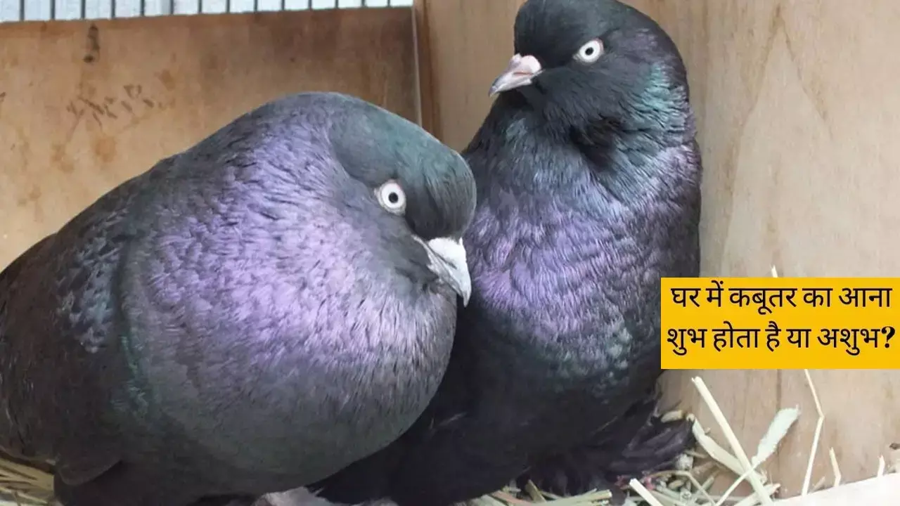 Kabootar Ka Vastu Vjgyan: क्या आपके घर में आता है कबूतर तो जान लीजिए आने वाला जीवन का संकेत और हो जाइए सतर्क