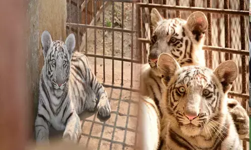 Maitri Bagh News: मैत्री बाग में सफ़ेद बाघों के कुनबे में नए मेहमान की एंट्री, 2 नर शावकों का जन्म...