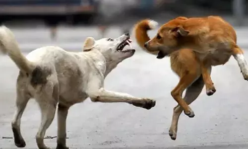 Mirzapur News Hindi: मिर्जापुर में आवारा कुत्तों का आतंक, महिला को नोच कर मार डाला, पति को भी काटा