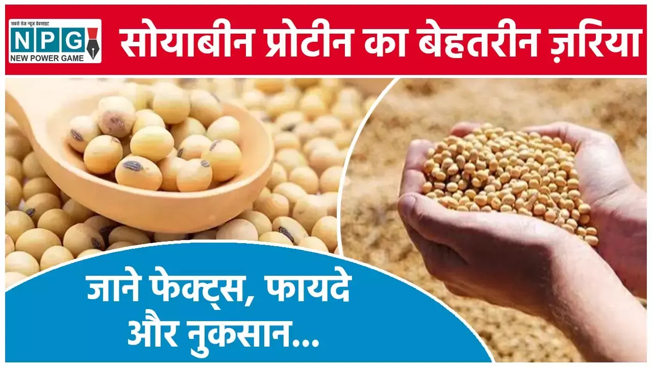 Soya bean Benefits And Side Effects: सोयाबीन प्रोटीन का बेहतरीन ज़रिया, लेकिन ज्यादा खाने पर पुरुषों को हो सकता है नुकसान, जाने फेक्ट्स, फायदे और नुकसान...