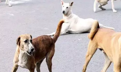 Bhopal News: पागल कुत्ते का बढ़ा आतंक, 21 लोगों को काटा, अस्पताल में रेबीज इंजेक्शन पड़े कम