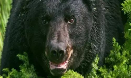 Uttrakhand Ke Mukhya Samachar: उत्तराखंड में महिला पर भालूओं के झुंड ने किया हमला, गंभीर रूप से घायल