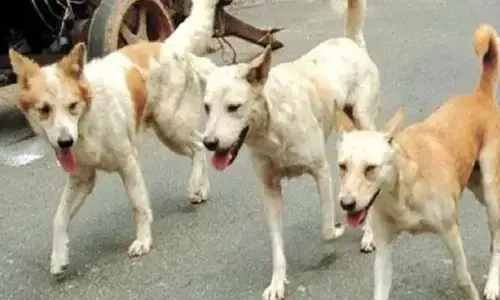 Gwalior News: पिछले 24 घंटे में कुत्तों ने 400 से ज्यादा लोगों को बनाया शिकार, 13 साल के बच्चे को किया घायल