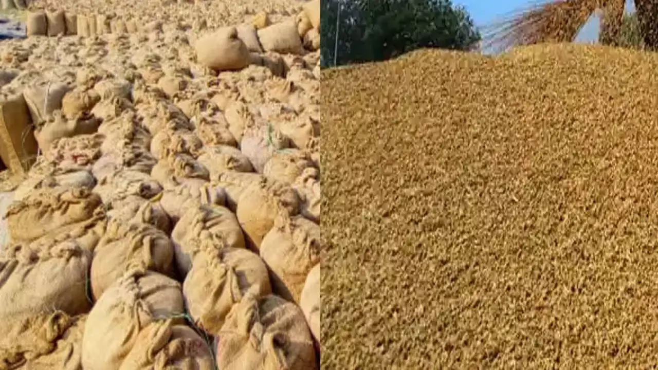 Dhan Kharidi: राज्य में अब तक 115.94 लाख टन धान की खरीदी: किसानों को 23,448 करोड़ का हुआ भुगतान