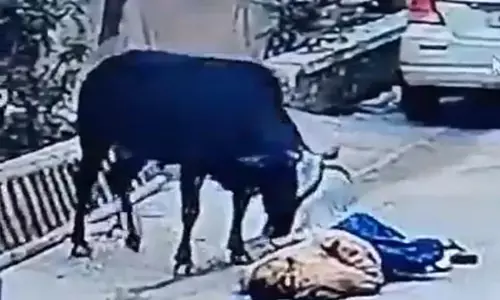 Uttar Pradesh News: सांड का आतंक! पटक - पटककर बुजुर्ग को मार डाला, मरते तक करता रहा हमला