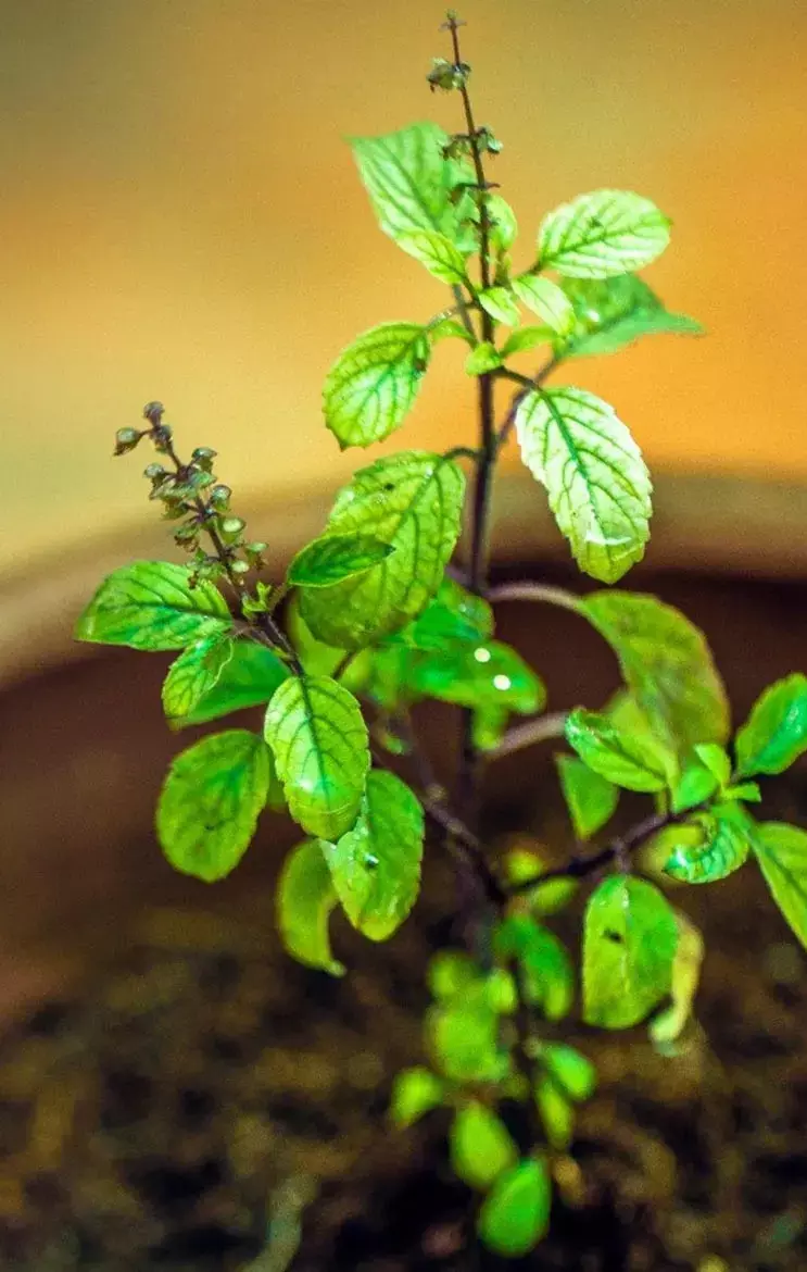 Tulsi Ka Paudha: क्या आपके घर में भी है तुलसी का पौधा, तो बिल्कुल न रखें इन जगहों पर, नही तो होगी बर्बादी...