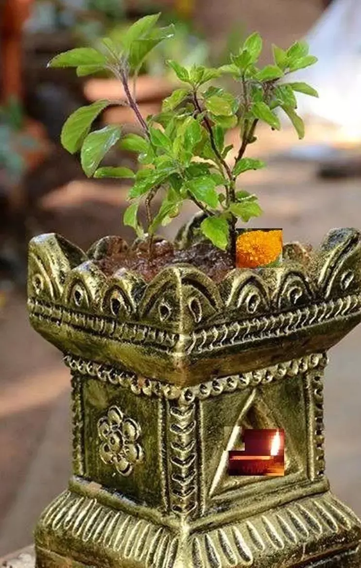 Tulsi Ka Paudha: क्या आपके घर में भी है तुलसी का पौधा, तो बिल्कुल न रखें इन जगहों पर, नही तो होगी बर्बादी...