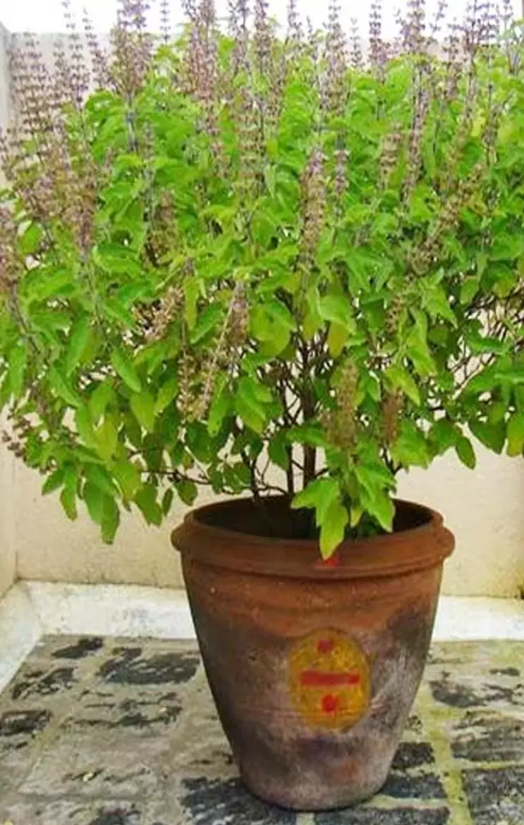 Tulsi Ka Paudha: क्या आपके घर में भी है तुलसी का पौधा, तो बिल्कुल न रखें इन जगहों पर, नही तो होगी बर्बादी...