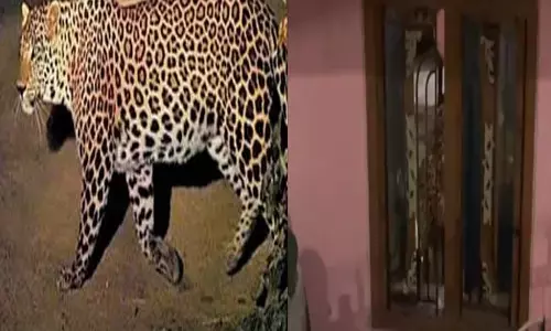 Bihar News: तेंदुआ से लोगो में दहशत: बिहार के इस जिले में 3 दिनों से खुले आम घूम रहा खूंखार तेंदुआ, इलाके में मची हड़कम...