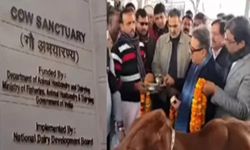 UP News : यूपी के मुजफ्फरनगर में सबसे बड़ा गौ अभ्यारण्य