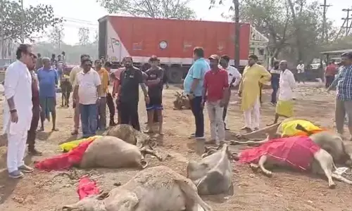 Cow Smuggling: CG कंटेनर में मिलीं 80 गाय, 13 की मौत: गो तस्‍करी पर गरमाई राजनीति, कांग्रेस का सरकार पर हमला, कृषि मंत्री बोले बख्‍शे नहीं जाएंगे तस्‍कर