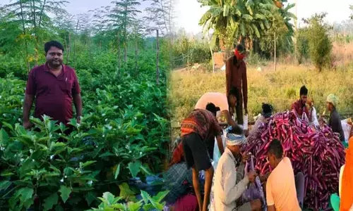CG Farmer News: छत्तीसगढ़ का कुंवर सिंह बैंगन, टमाटर की खेती से कमा रहा हर साल 25 लाख...