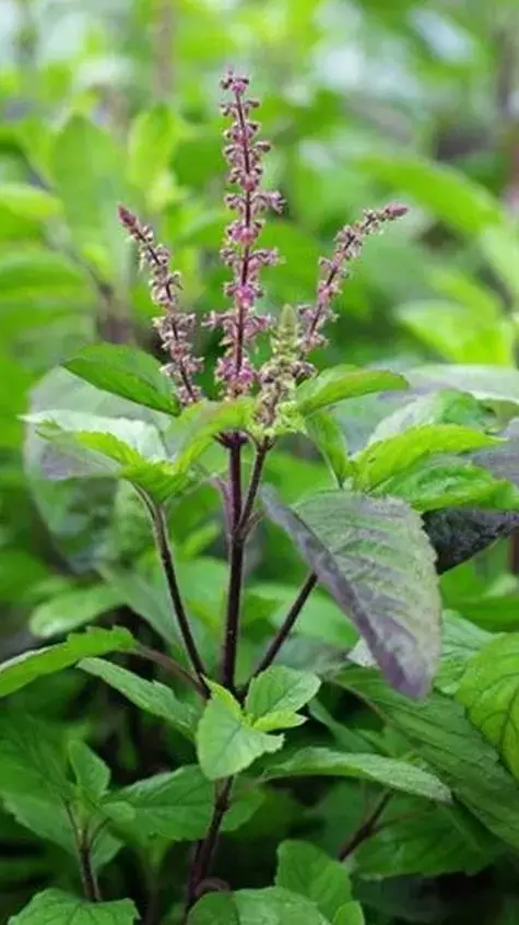 Tulsi ke fayde : तुलसी त्वचा और बालों में लाता है चमक, और भी हैं गजब के फायदे,