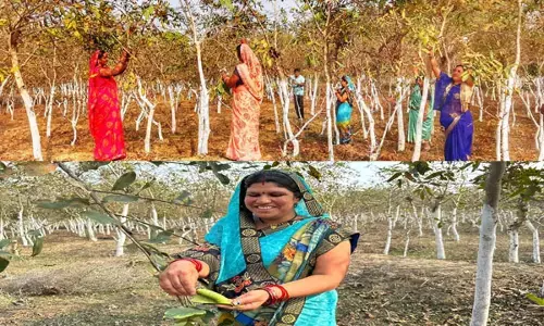 Janjgir Champa: रेशमी धागों ने महिलाओं के जीवन में लाई खुशियां, हर साल हो रही 1 लाख की आमदनी...