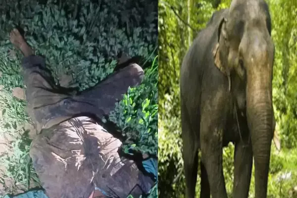 Anuppur News: अनूपपुर में हाथी के हमले से युवक की मौत पर भड़के ग्रामीण, वन विभाग की टीम पर किया हमला, फायरिंग में दो घायल