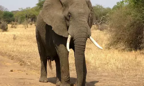 Bokaro News: बोकारो में हाथियों का आतंक, तीन लोगों की कुचलकर ली जान