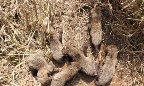 Kuno National Park: कूनो राष्ट्रीय उद्यान की मादा चीता ने बनाया रिकॉर्ड, 6 शावकों को दिया जन्म, देखें तस्वीर