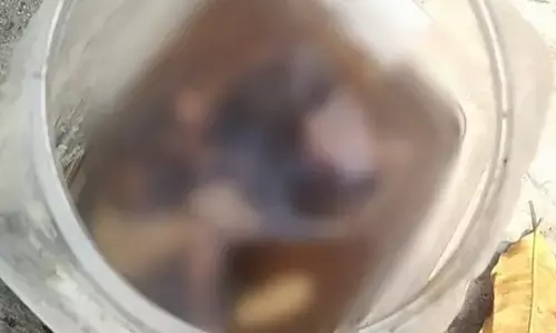 Damoh News: दमोह जिला अस्पताल के डस्टबिन से मिला नवजात का शव, डिब्बे में बंद था नवजात