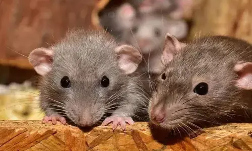 MP News: मध्यप्रदेश में चूहों से फैल रही खौफनाक बीमारी, लीवर और किडनी हो रहा फ़ैल, अब तक दो की मौत