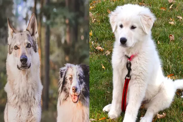 Dog Ban In India: यूपी सरकार ने कुत्तों की 23 ब्रीड पर लगाया बैन, अगर आपके पास है ये डॉग तो भरना पड़ सकता है जुर्माना